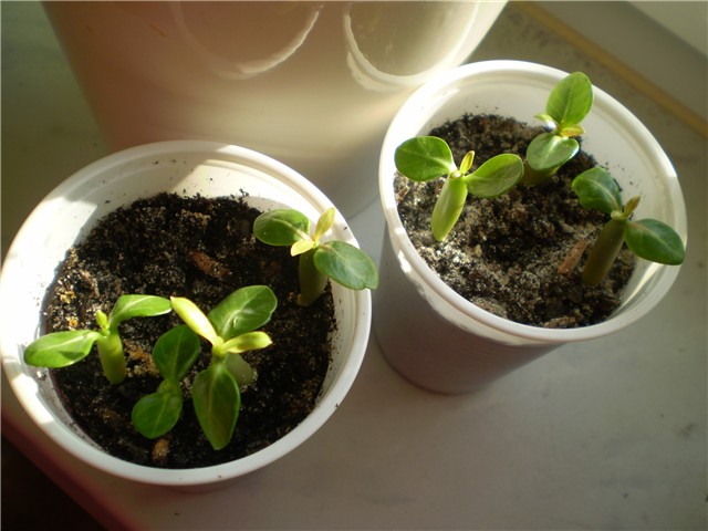 adenium